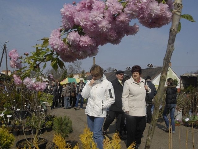 Na targach w Strzelinie można kupić kwiaty, młode drzewka, a także meble i sprzęt ogrodniczy.
