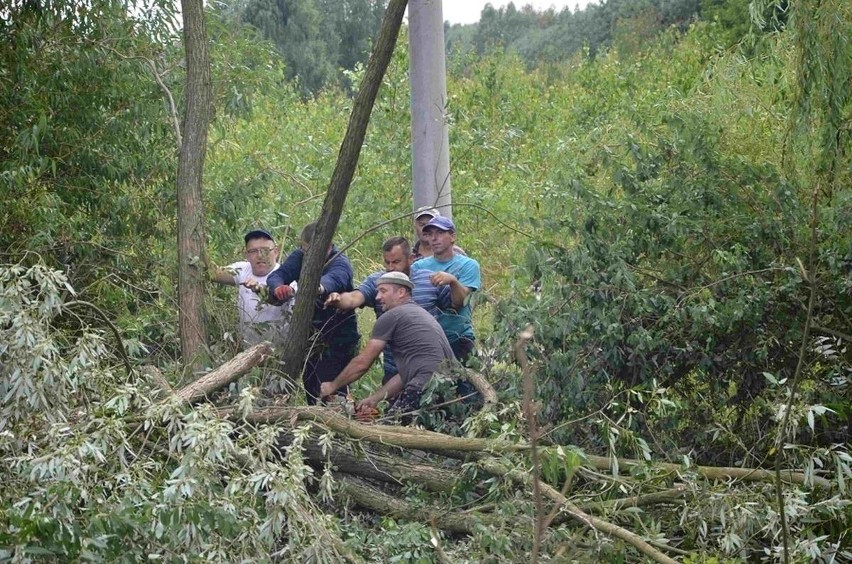 Mieszkańcy Mirca Podkowalowa usuwają drzewa z gminnych...
