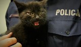 Bieruń: zziębnięty i głodny kociak błąkał się po parkingu. Z pomocą przyszli policjanci