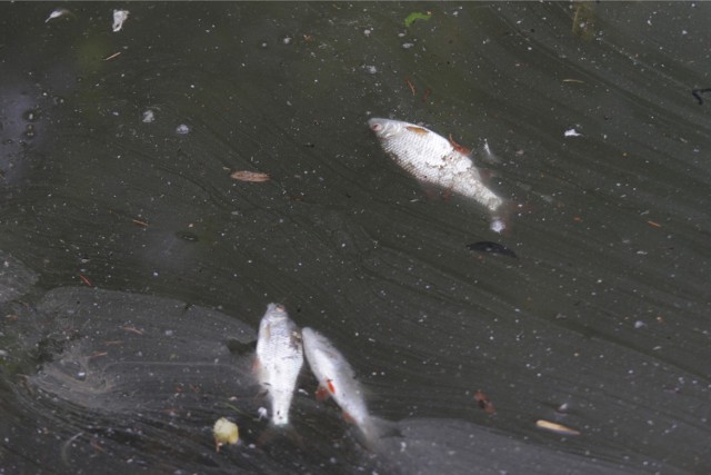 Śnięte ryby na Morasku/Zdjęcie ilustracyjne