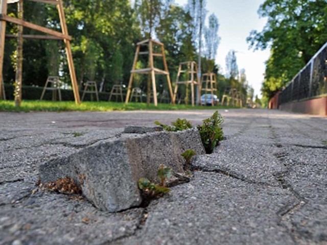 Chodnik przy ulicy Mickiewicza rozsadzają od spodu odrosty od korzeni wyciętych drzew.