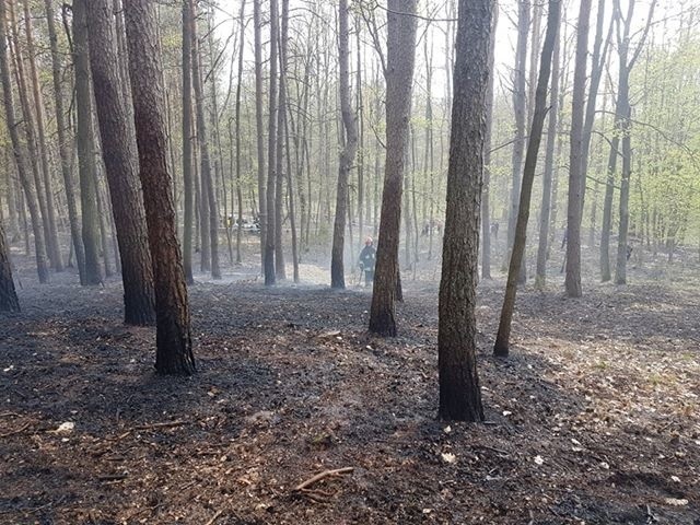 Pożar w lesie pod Annopolem. Strażacy znaleźli spalone auto i zwłoki mężczyzny