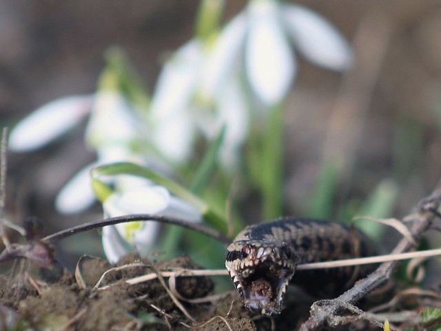 Zmije w BieszczadachChwilowe ocieplenie przyciągnelo w Bieszczady zmije. Czy to juz oznaka wiosny? Przyrodnicy twierdza, ze jeszcze nie...