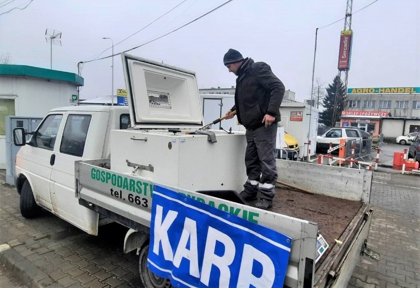 Karp już w sprzedaży na giełdzie w Sandomierzu! Cena za kilogram świeżej ryby na święta jest wyższa niż przed rokiem. Zobacz zdjęcia 