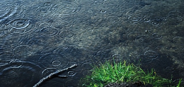 Wodę deszczową warto gromadzić i wykorzystywać - przyda się i w gospodarstwie domowym, i w ogrodzie.