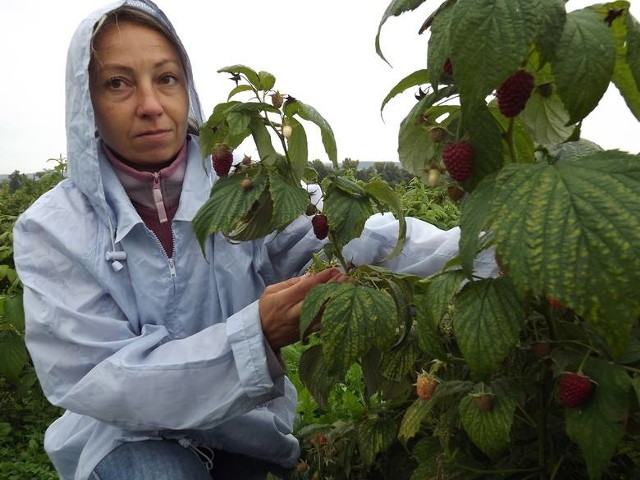 Aneta Tajak straciła plantację malin przez mróz.