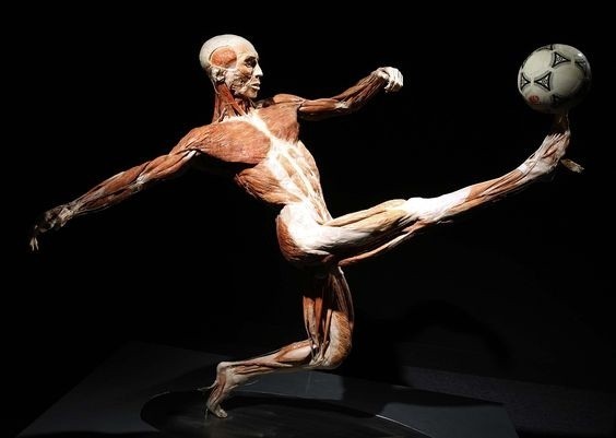 Wystawa ludzkich ciał Body Worlds w Katowicach od 10 lutego