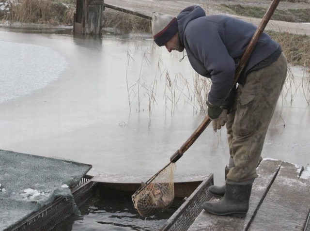 W gospodarstwie rybackim w Piastowie ryby już od dwóch miesięcy są przechowywane w specjalnych klatkach.