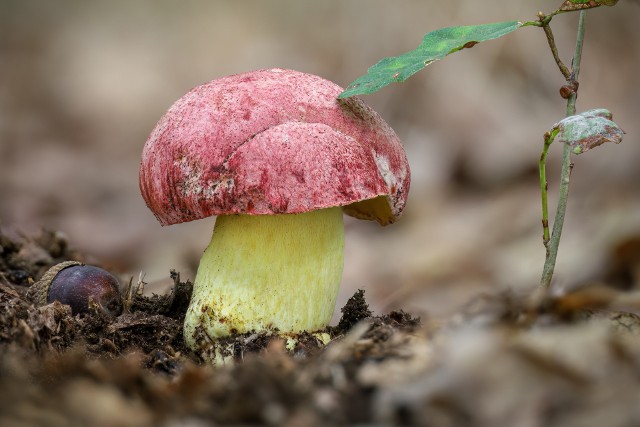 Borowik królewski widnieje na liście grzybów objętych ochroną ścisłą. Występuje dość rzadko w polskich lasach, jeśli już, są to lasy liściaste.