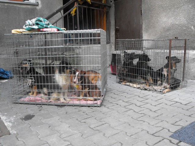 Psy uratowane z mieszkania przy ul. Pawiej w Krakowie. Nie wszystkie miały tyle szczęścia