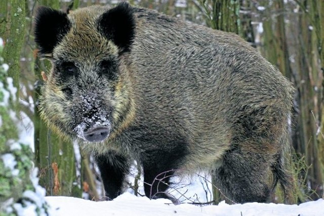 Los naszych dzików zależy teraz od radnych. To oni będą dyskutować nad pomysłem zarządu województwa.