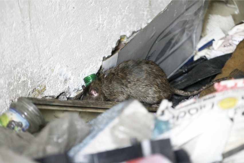 Wrocławskie szczury wpisały się na stałe w miejski...
