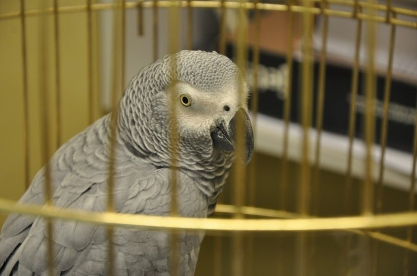 Na granicy w Dorohusku zatrzymano papugę. Nie miała zezwolenia, by wjechać do Polski