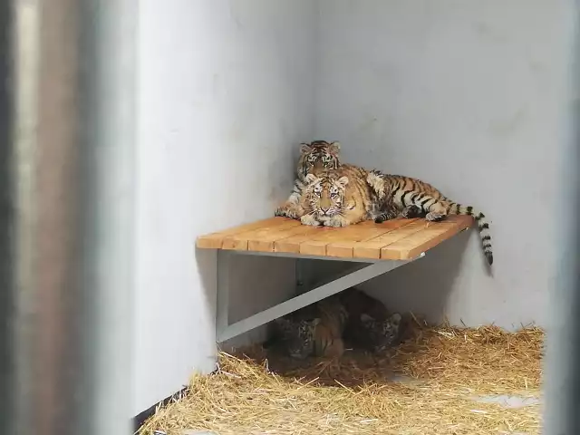 Poznańskie Nowe Zoo stało się domem dla sześciu lwów, sześciu tygrysów, dwóch karakali i likaona. Dla części z nich Poznań jest jedynie przystankiem w dalszej podróży.