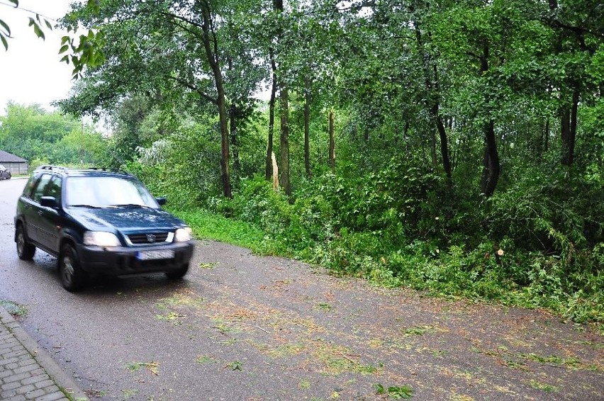 Silny wiatr powalił drzewa między innymi w Radoszkach w...
