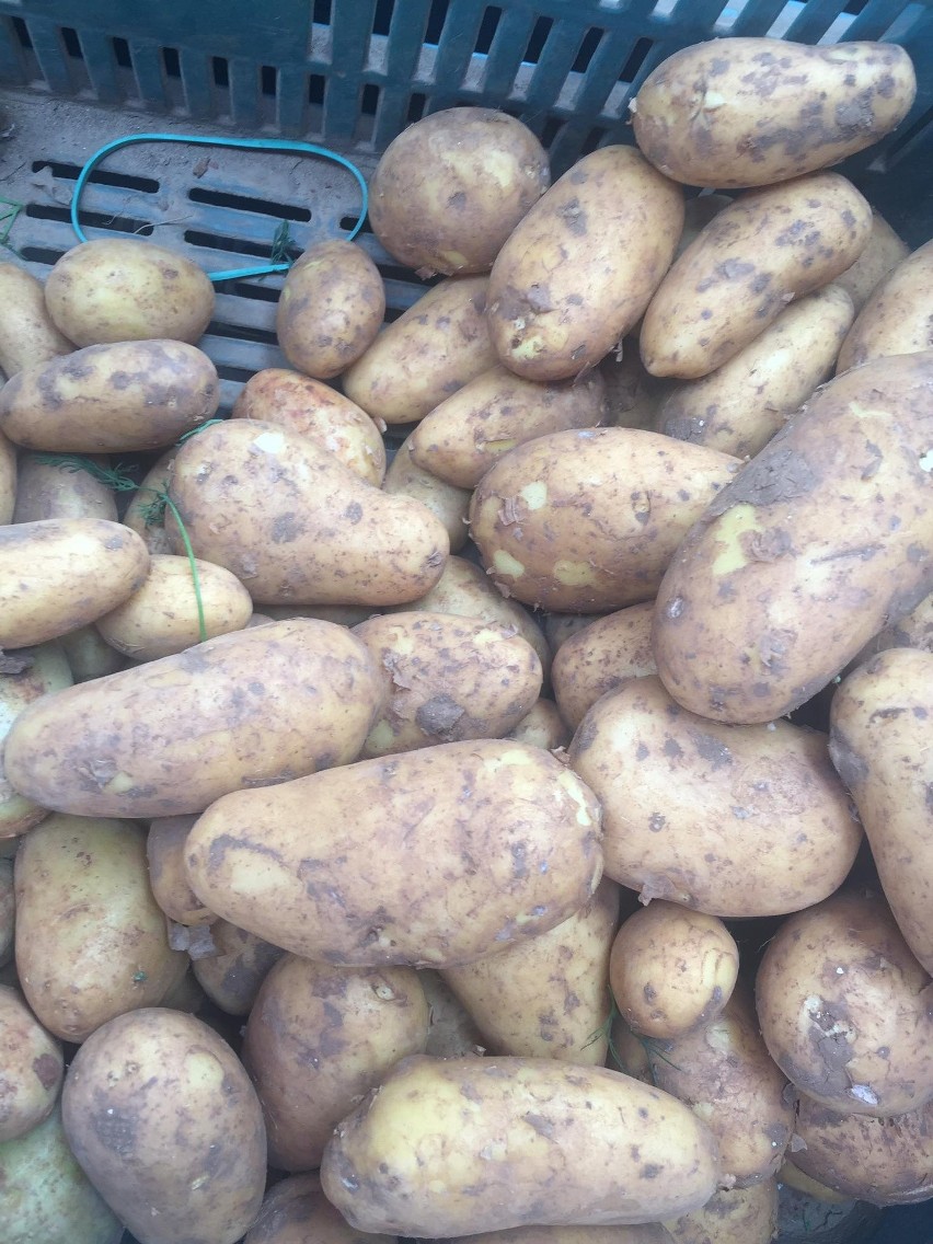 Młode ziemniaki - 5, 50 zł za kilogram