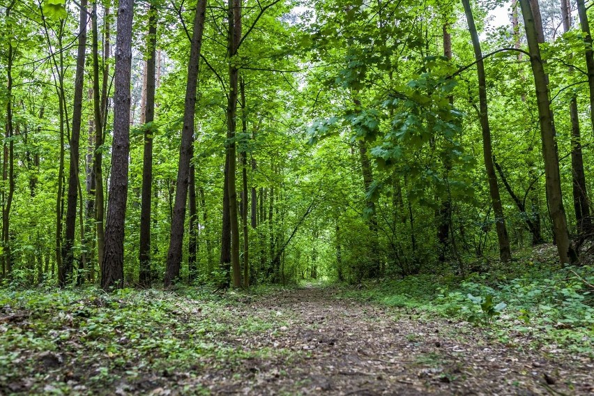 Oto najbardziej zielone powiaty na Podlasiu. W których jest...