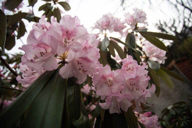 We Wrocławskim Ogrodzie Botanicznym nie zabraknie sezonowych wydarzeń związanych z roślinami, np. kwietniowy festiwal magnolii, czy wiosenny kiermasz, podczas wydarzenia zakupić będzie można sadzonki roślin. Spodziewać się można także, cieszących dużą popularnością wyprzedaży roślin tropikalnych. W tym roku dodatkowo królować będą żurawki, astry i rozplenice, dla których będą przygotowane kompozycje z tymi grupami roślin.