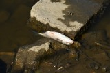 W Odrze stwierdzono podwyższoną zawartość tlenu i pierwsze śnięte ryby. Potencjalnie niebezpieczna fala dociera do naszego regionu