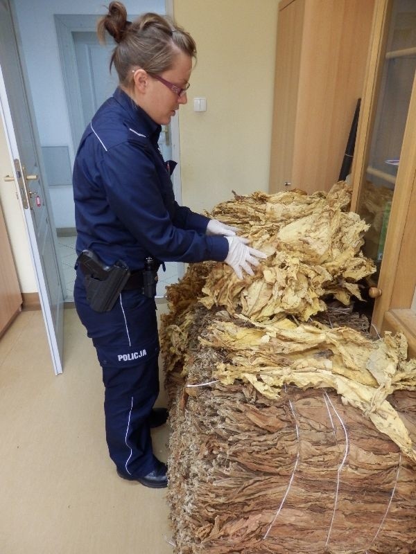 Włostów. Policjanci przejęli 100 kilo tytoniu 