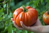 Maliniak i inne stare odmiany pomidorów wciąż królują w ogródkach. Tych błędów unikaj w uprawie 