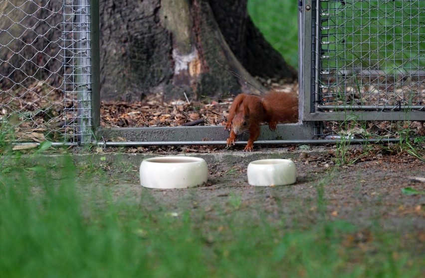Zwierzęta w Łodzi. Jeże i wiewiórki odchowane w łódzkim Ośrodku Rehabilitacji Dzikich Zwierząt zostały wypuszczone do lasu