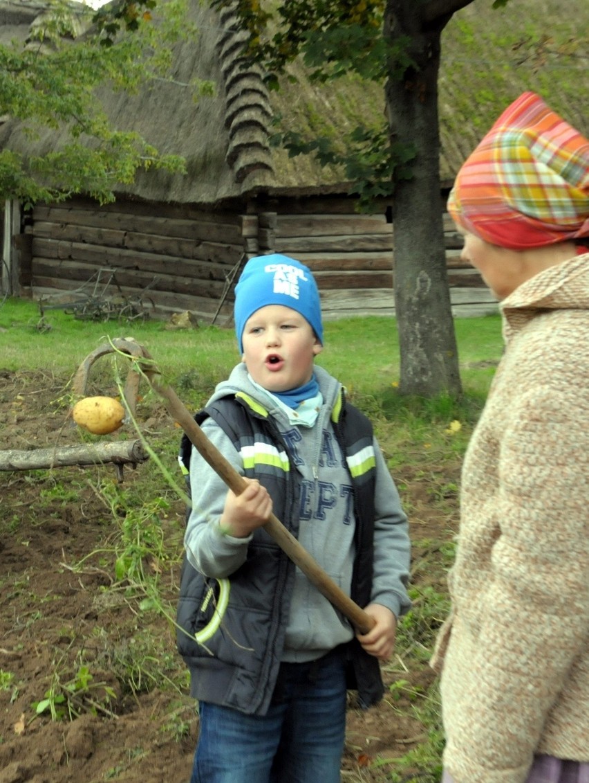 Muzeum Wsi Lubelskiej: Święto pieczonego ziemniaka