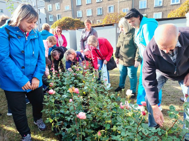 Mieszkańcy są pewni: na wiosnę w pyskowickim rosarium będzie pięknie i pachnąco!