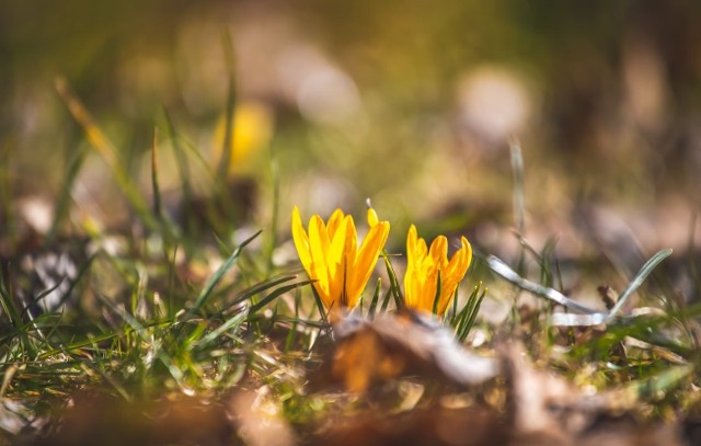Wiosna już blisko. Rozkwitły kwiaty w parkach pod Jasną Górą.  Zobacz kolejne zdjęcia. Przesuwaj zdjęcia w prawo - naciśnij strzałkę lub przycisk NASTĘPNE