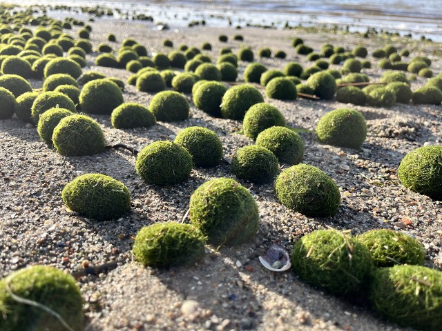 Kozie kulki nad Bałtykiem, czyli na plaży też bywa zielono i ciekawie. Co skrywają plaże Morza Bałtyckiego?
