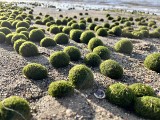 Kozie kulki nad Bałtykiem, czyli na plaży też bywa zielono i ciekawie. Co skrywają plaże Morza Bałtyckiego?