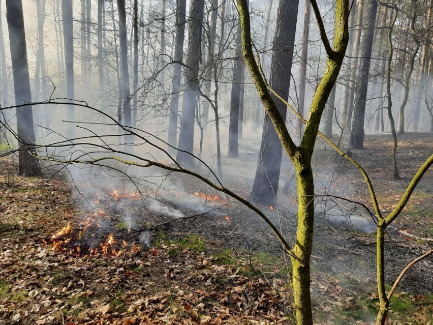 Podpalenie lasu w Dąbiu. To nie pierwszy raz. Sprawę zgłoszono już na policję