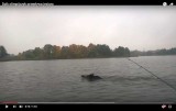 Wypłoszony dzik olimpijczyk na jeziorze pod Brodnicą