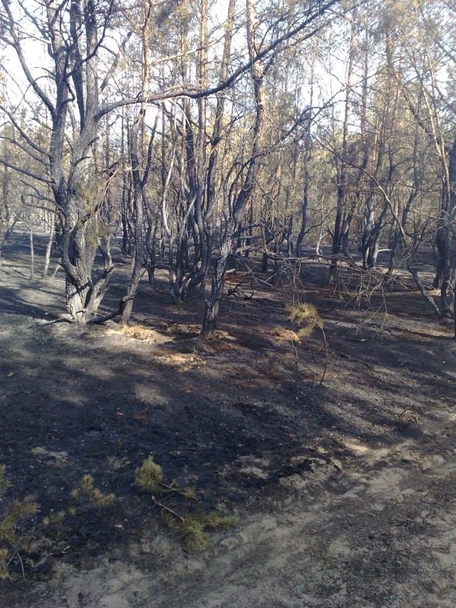 Tak wygląda las po pożarze