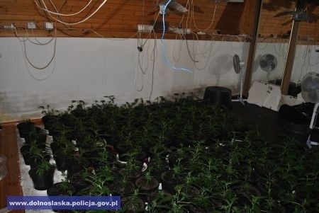 CBŚ walczy z narkotykami. Marihuana i amfetamina za 500 tys. zł na 2 plantacjach (ZDJĘCIA, FILM)