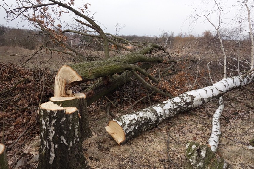 Wycinka drzew w Łodzi. Wykarczowano Górę Chachuły [ZDJĘCIA]