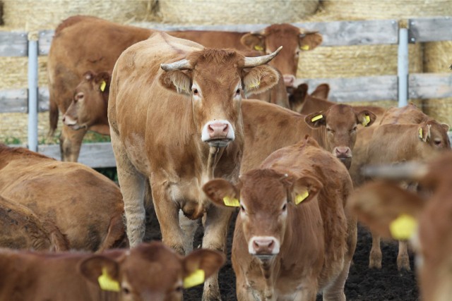 W pierwszej połowie marca cena za 1 kg żywca wołowego wyniosła 6,86 zł i była wyższa o 13% w stosunku do ubiegłego roku