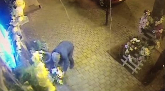Kamery monitoringu nagrały mężczyznę w Grójcu, gdy ten kradł kwiaty.