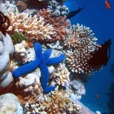 Zdrowe kolorowe koralowce 