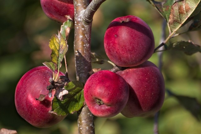 Na początku listopada w regionie na targowiskach trzeba zapłacić najczęściej ok. 3-4 zł za kilogram jabłek.