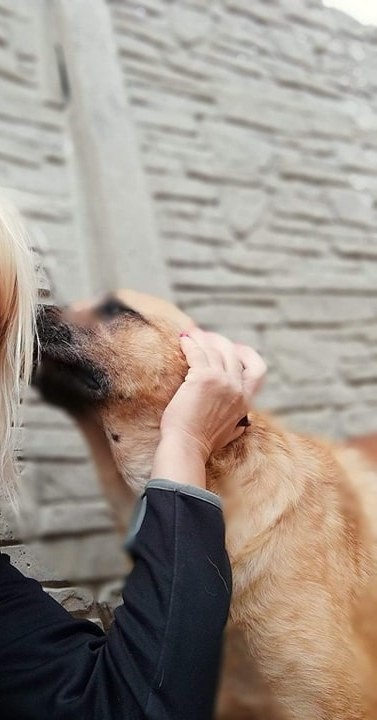 Z okrutnej mordowni do stargardzkiego schroniska. 10 psów ocalonych z Radysów trafiło do Schroniska dla Bezdomnych Zwierząt w Kiczarowie