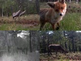 Podglądamy mieszkańców lasu. Wideo z fotopułapki