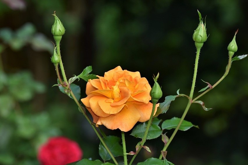Przycinanie róż jest niezbędnym zabiegiem, dzięki któremu...