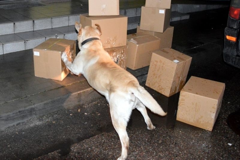 Budzisko. Labrador Nero wywęszył papierosy. Kontrabanda jechała z Łotwy (zdjęcia)