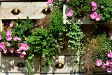 Powalczcie o tytuł Ogrodnika Roku 2023 w Inowrocławiu. Pochwalcie się ukwieconymi balkonami i pięknymi ogródkami