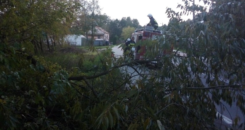 W Zdziechowicach Pierwszych drzewo runęło na chodnik i częściowo na drogę. Sprawcy zostali ustaleni! (ZDJĘCIA)