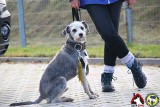 Kluczborskie spacerowanie - psiaków odwrażliwianie. Zobacz, jak było na szkoleniu i spacerze z psami [ZDJĘCIA]
