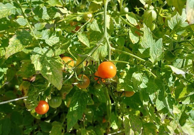 Częstym problemem w uprawie pomidorów jest to, że ich liście żółkną. Ale mogą też pojawić się kłopoty z dojrzewaniem owoców.