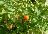 Liście pomidorów żółkną, więdną, a owoce nie dojrzewają lub pękają? To wynik błędów w uprawie lub chorób. Sprawdź, co robić!