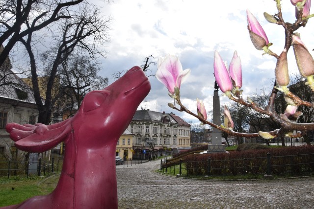 Słynne cieszyńskie magnolie zaczęły już kwitnąć!